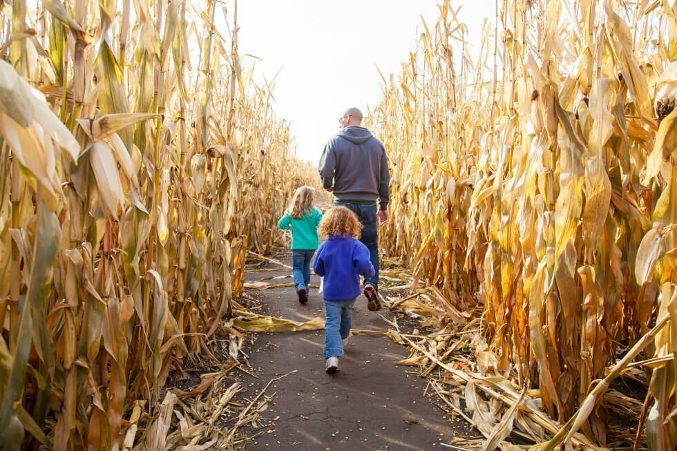 An adult and two children walking through a corn maze on a sunny day, surrounded by tall dried corn stalks.